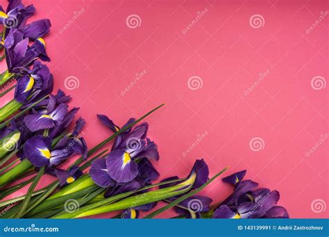 Iris Flowers On A Pink Background Stock Image Image Of Stark Bloom