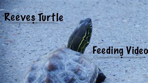 Reeves Turtle Feeding Video Youtube