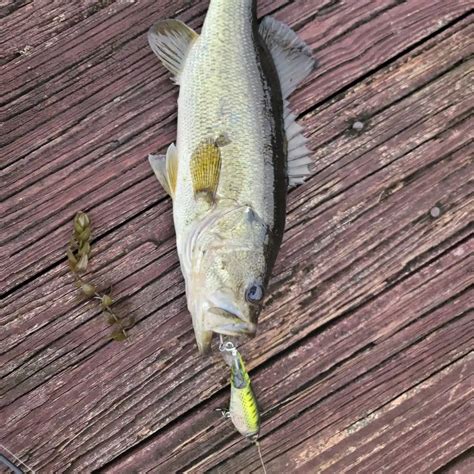 Juniper Lake Fishing Reports🎣 Niceville Fl United States Fishing