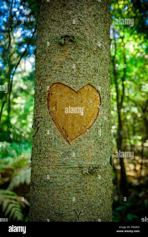Heart Carved Into A Tree Trunk Heart Shaped Carving With Blank Space