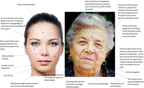 Differences Between A Youthful And An Elderly Face More Than 80 Of