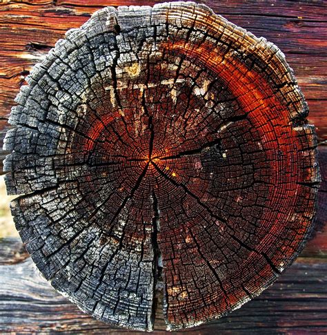 Close Up Of Tree Stump · Free Stock Photo
