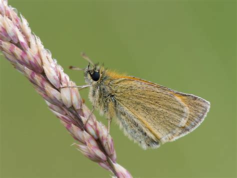 Small Skipper Butterfly Conservation