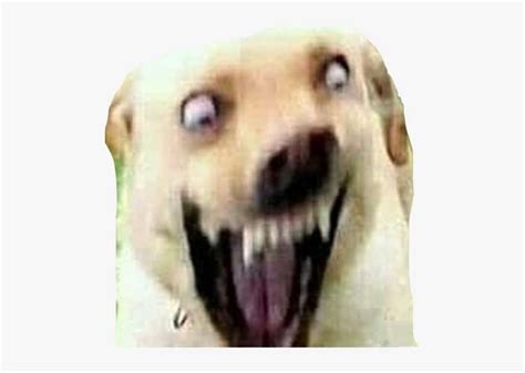 Hehe Silly Dog Cursed Images Images