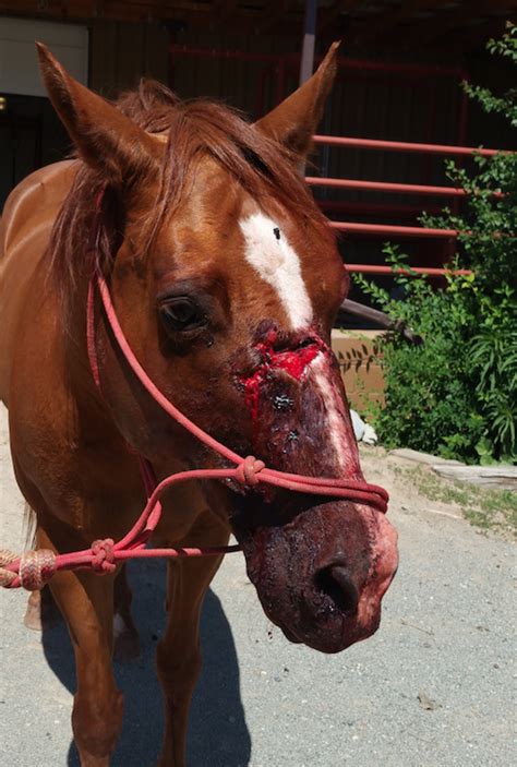 Fracture of Skull, Involving Sinus or Bone - Horse Side Vet Guide