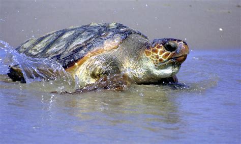 Loggerhead Turtle Sea Turtles Species Wwf