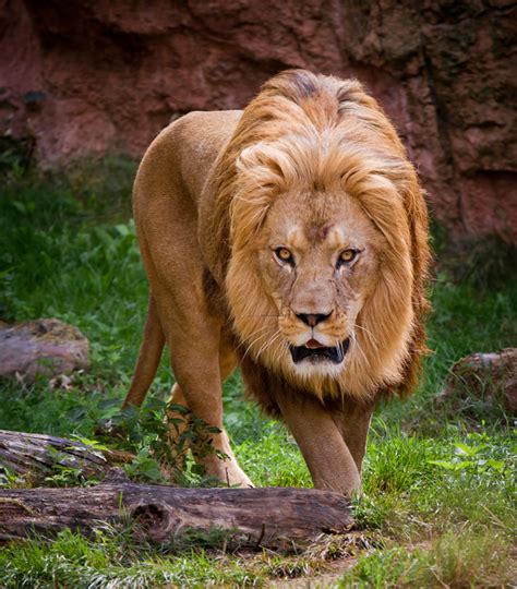 Barbary Lion By Shoggy On Deviantart