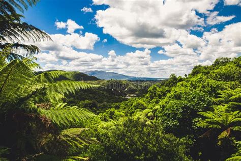 View Of The Rainforest In Waimangu Rotorua New Zealand Stock Image