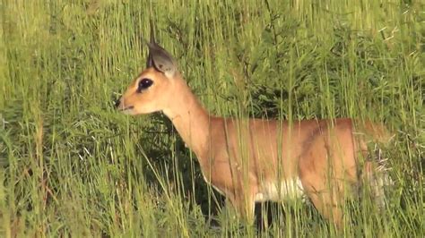 Lone Male Steenbok Small African Antelope Very Cute Youtube