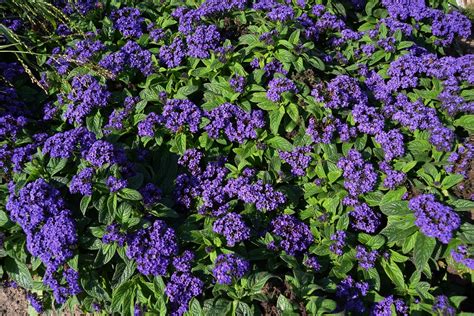 Purple Blossoms In Memoriam Eila Kaarina Flickr