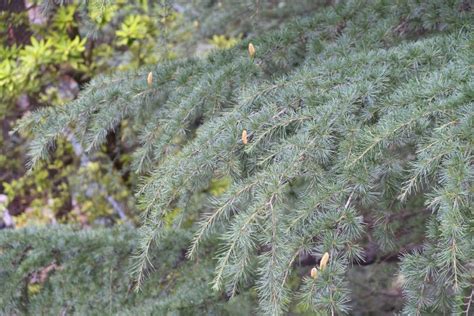Needles Of An Evergreen Tree Stock Photo Image Of Needles Season