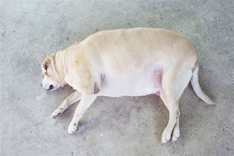 Толстая или худая собака фото презентация