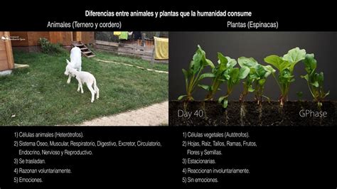 Como Diferenciar Um Animal De Uma Planta