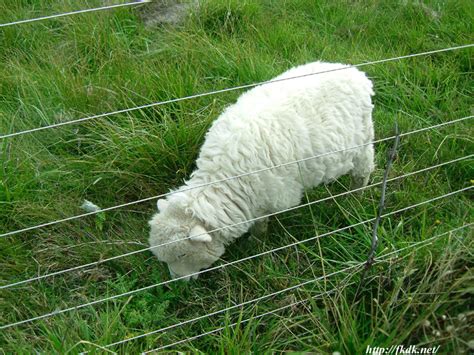Jan 10, 2020 · やはりニュージーランドの羊と人の割合は高いですね！ 羊の種類. ニュージーランドの羊