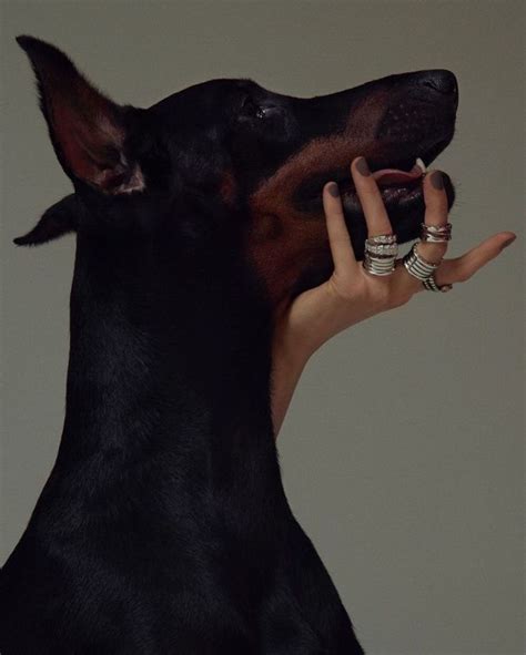 Pin By Fvn On Rotten North Doberman Doberman Dogs Dogs And Puppies