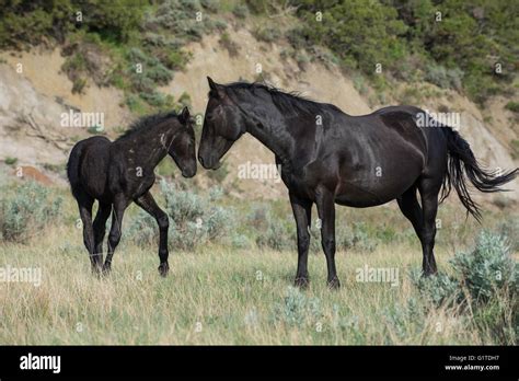Wild Horse Equs Ferus Mustang And Colt Feral Theodore Roosevelt