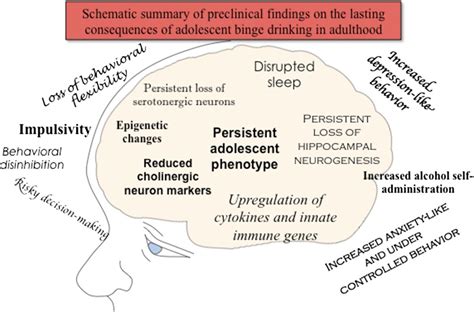 Adolescent Alcohol Exposure Persistently Impacts Adult Neurobiology And