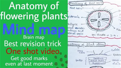Mind Map Anatomy Of Flowering Plants Class 11 Neet Guru Chapter 6