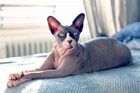 9 Most Affectionate Cat Breeds Who Will Always Be By Your Side And In