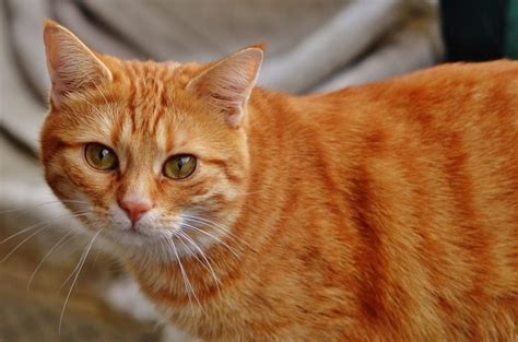 Orange Tabby Cat Free Image Peakpx