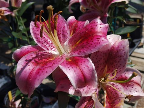 Stargazer Lily Archives Knechts Nurseries And Landscaping