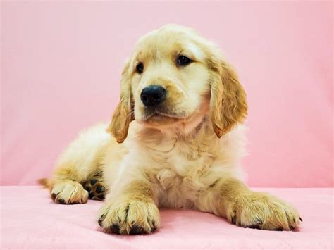 Las vegas, nv, usa, golden retriever puppies. Golden Retriever-DOG-Male-Golden-2668063-Petland Las Vegas, NV