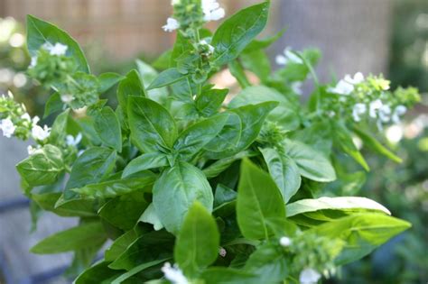 Growing Basil Across The Kitchen Table