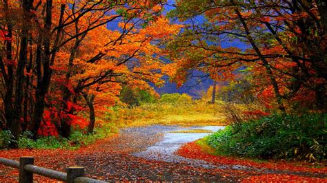 Free Download Autumn Path Wallpaper And Background Image 1366x768