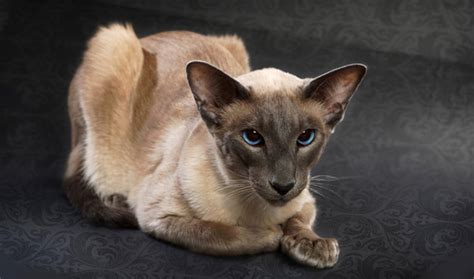 Balinese Cat Breed Information Vetstreet Vetstreet