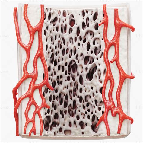 Bone Structure Anatomy Periosteum Spongy 3d Model