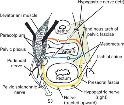 Schematic Representation Of The Pelvic Fasciae Along And Around The