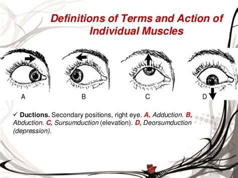Motor Physiology Of The Eye