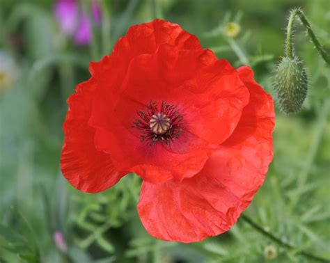 Photo Of Red Poppy Wildflower Hi Res 1080p Hd