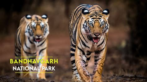 Bandhavgarh National Park Magadhi Core Zone Madhya Pradesh YouTube