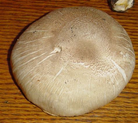 Agaricus Californicus Mushroom Hunting And Identification