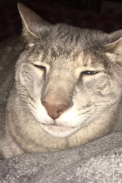 People Are Going Nuts Over This Ugly Cat After Her Owner Shared