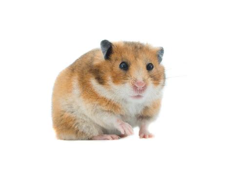Syrian Hamster Isolated Stock Image Image Of Rodent 129756523