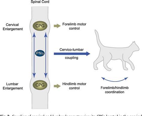 The Role Of Propriospinal Interneurons In Recovery From Spinal Cord