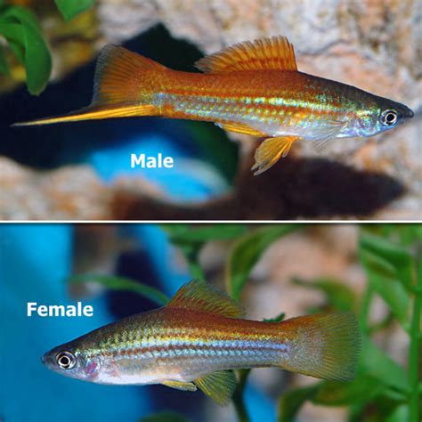 Assorted Swordtail Livebearers Tropical Fish For Freshwater Aquariums