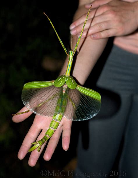 The Beauty Of Goliath Stick Insect Eurycnema Goliath The Third