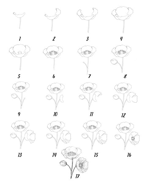 13 Easy Steps Poppy Flower Drawing Realistic Poppy Flower Art Drawwiki