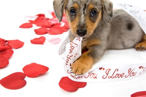 Valentines Day Dog Wallpaper Wallpapersafari