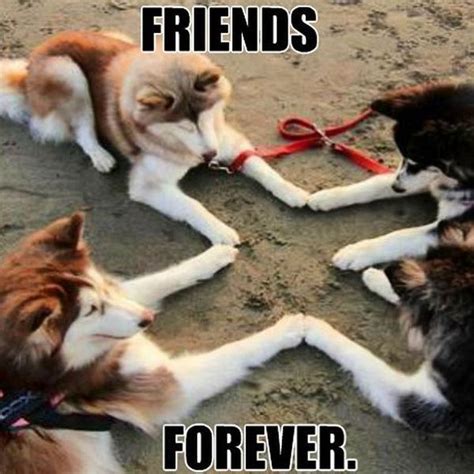 65 Best Funny Friend Memes To Celebrate Best Friends In Our Lives Funny