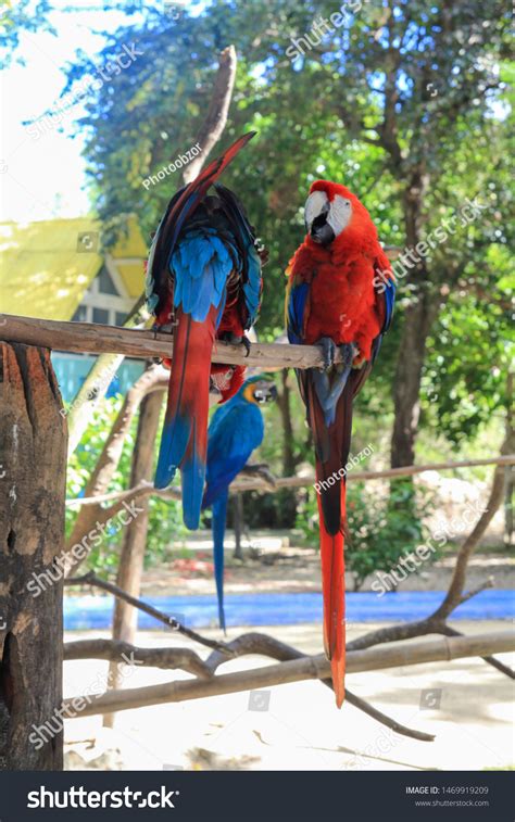 Dominican Birds Parrots Dominican Republic Most Stock Photo 1469919209