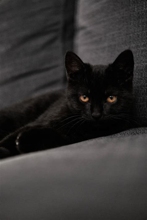 Download Black Cat Kitten On Couch Wallpaper