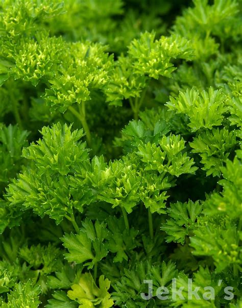 Petroselinum Crispum Parsley Seeds And Plants Available To Buy