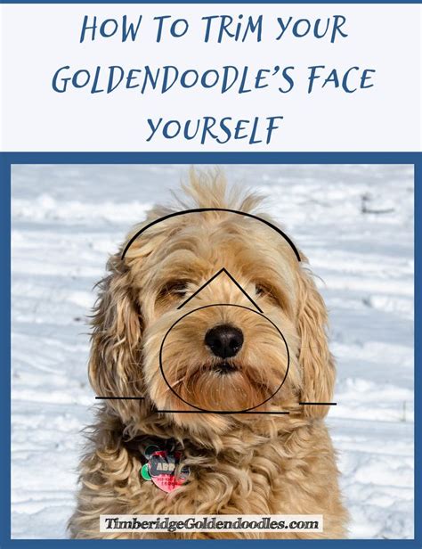 Curious about how to groom and trim that luxurious coat? Step-by-Step | Puppy grooming, Mini goldendoodle puppies ...