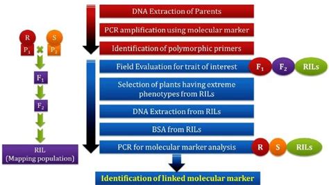 Method Of Identification Of Linked Molecular Marker Using Bulked