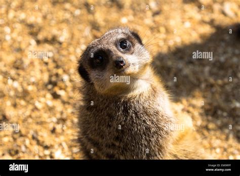 Meerkat Standing Sentry Stock Photo Alamy