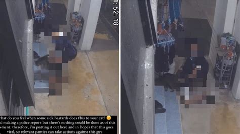 Singapore Teen Arrested After Caught Humping Cat In Bukit Panjang